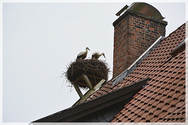 Storch