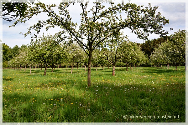 Obstplantage