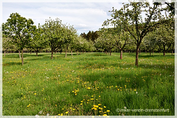 Obstplantage